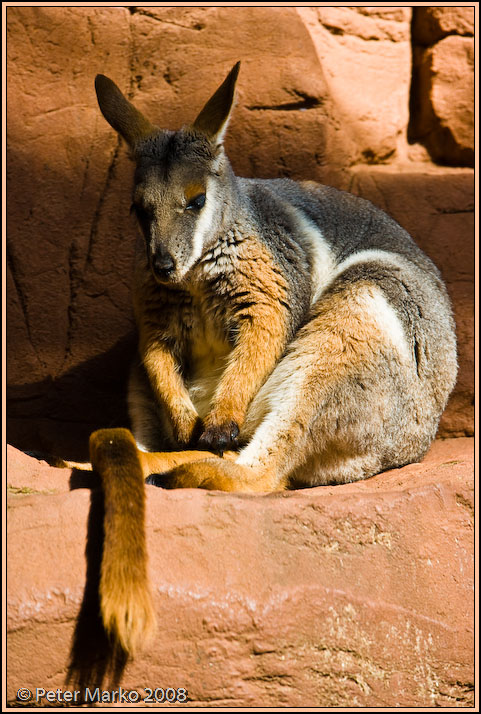 WV8X8495.jpg - Resting kangaroo.